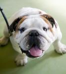 Aa